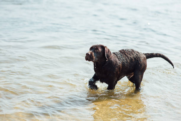 istock cheerful brown labrador play in water 843712138