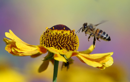 Bee on helenium flower,Eifel,Germany.