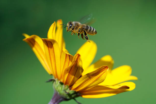 ape con fiore - insect animal eye flower flower head foto e immagini stock