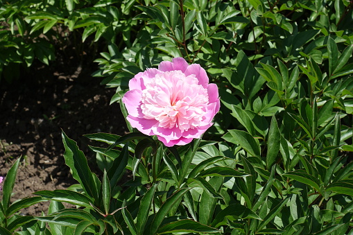 Paeonia lactiflora, commonly called Chinese peony or Garden peony, is an erect, clump-forming, herbaceous perennial in the family Paeoniaceae, blooming in late spring-early summer.
