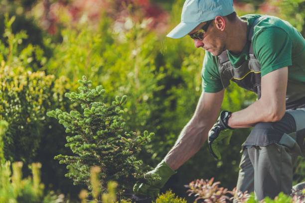 istock Gardener Planting New Trees 843713496