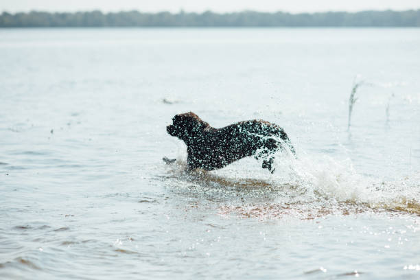 istock cheerful brown labrador play in water 843713806