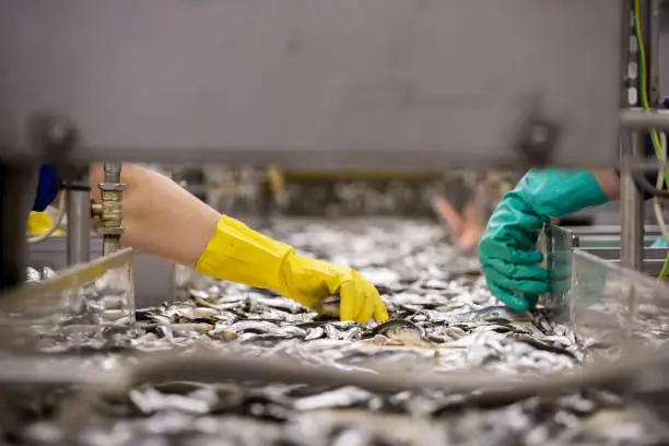 Photo of Fish processing on the assembly line