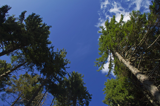 Low angle view pine trees top with blue clear sky