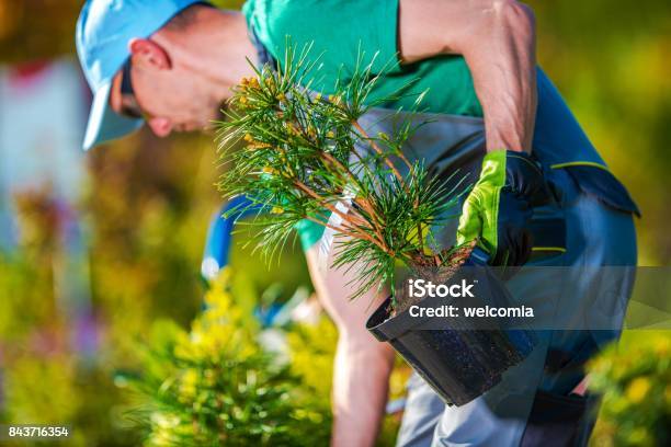 Planting New Trees Stock Photo - Download Image Now - Landscaped, Business, Planting