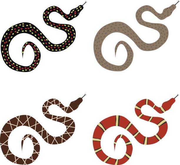 istock Snake, a set of poisonous snakes. 843717560