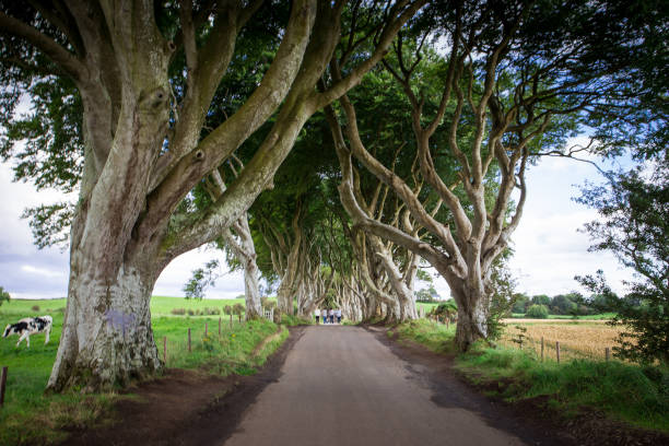 istock Dark Hedges 'Kings Road' in Northern Ireland 843721162