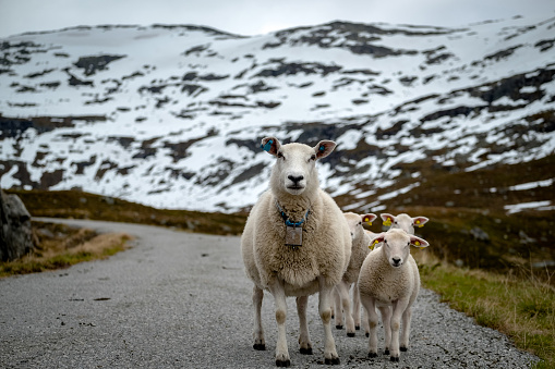 Sheep walking along road. Norway landscape.