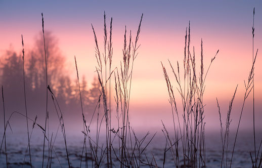 Foggy and colorful sunset with foreground grass at winter evening