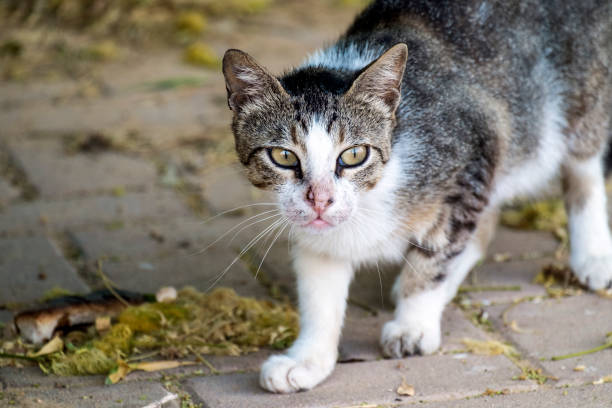 istock A fighting cat named Sarah with a nose torn in battle 843724318