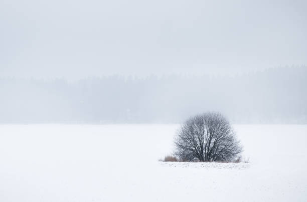 istock Simple landscape with foggy and lonely tree at grey day 843724414