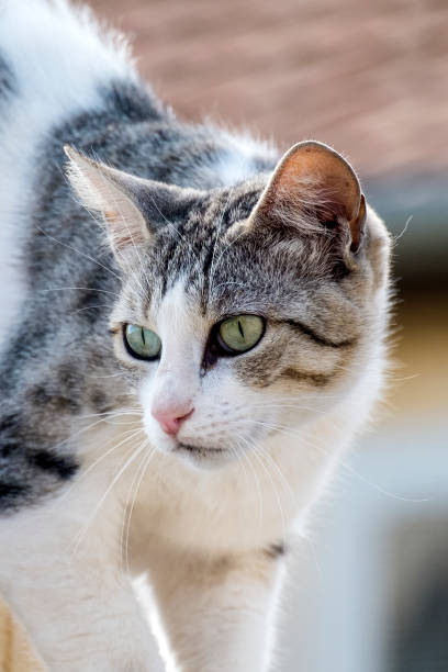 istock White-gray cat with arrows at the eyes named Sofia saw the danger 843724706