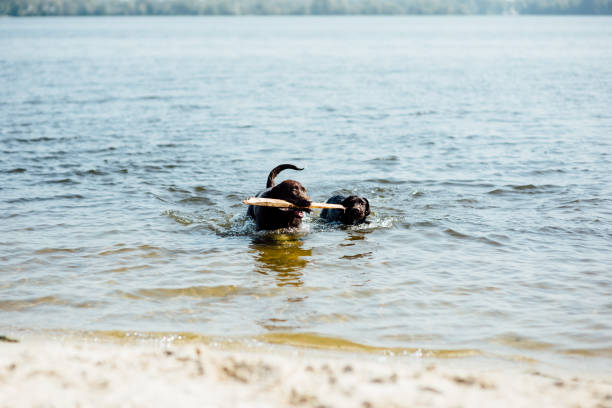 istock two cheerful brown labradors play in water 843725264