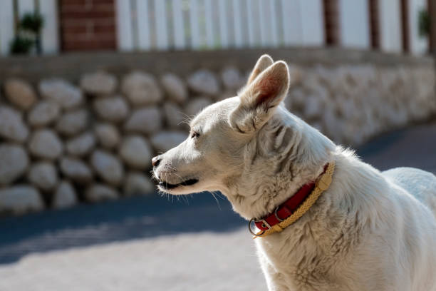 White dog turned to the side and listening ear White dog turned to the side and listening ear fanged stock pictures, royalty-free photos & images