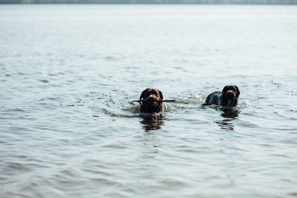 istock two cheerful brown labradors play in water 843728924