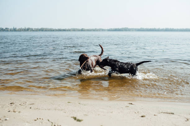 istock two cheerful brown labradors play in water 843729308