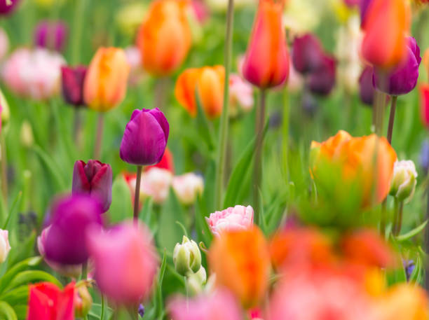 istock Beautiful view of colored tulips 843729322