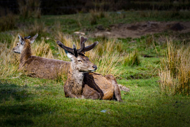 bukhara deer lying on grass - red deer animal mammal wildlife imagens e fotografias de stock