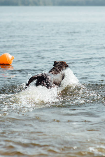 istock two cheerful brown labradors play in water 843732214