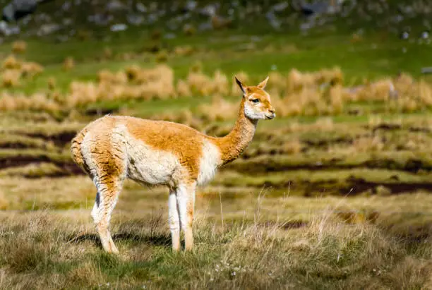 Vicuna standing in field gazing on hot summers day