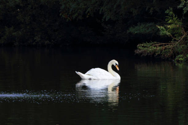istock Reflected white swan swimming dark background Cygnus olor 843732974