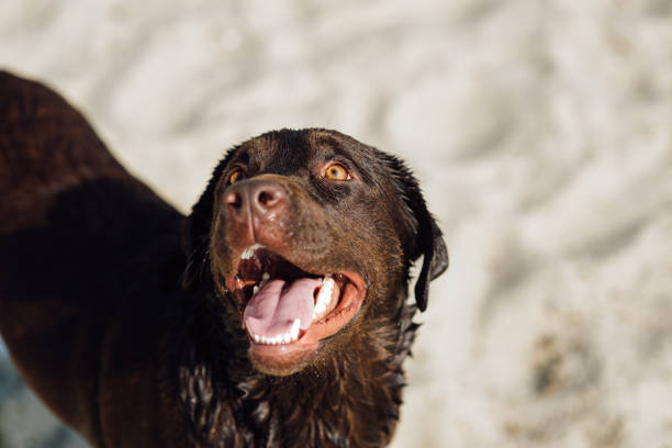 istock cheerful brown labrador sit through the sand 843733284