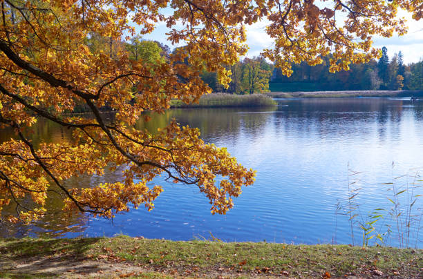 Autumn colorful landscape with falling leaves.October day in Pavlovsk Park, St.Petersburg, Russia stock photo