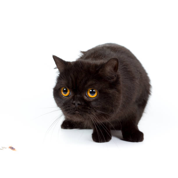 istock British black cat isolated on a white background, studio photo 843736428