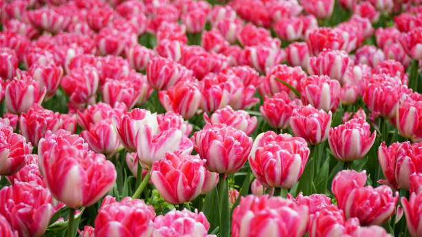 istock Tulips, Pink and White in a field 843736996