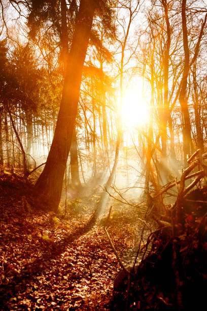 istock Wood, Sun and Smoke 843738488