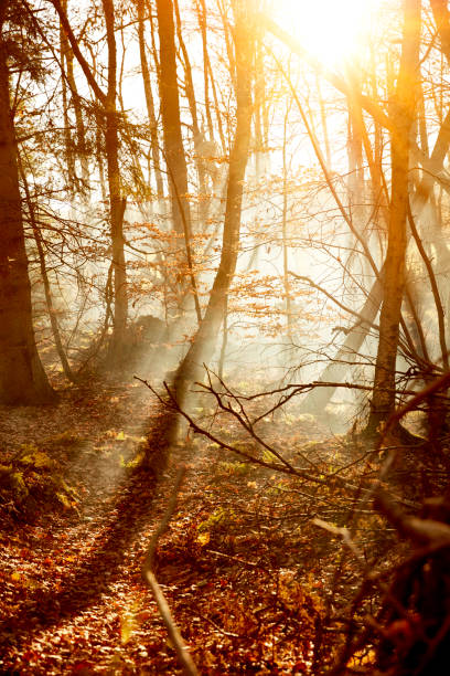 Wood, Sun and Smoke