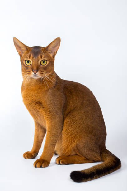 istock Abyssinian cat isolated on a white background studio photo 843741238