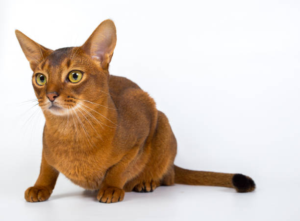 istock Abyssinian cat isolated on a white background studio photo 843741308
