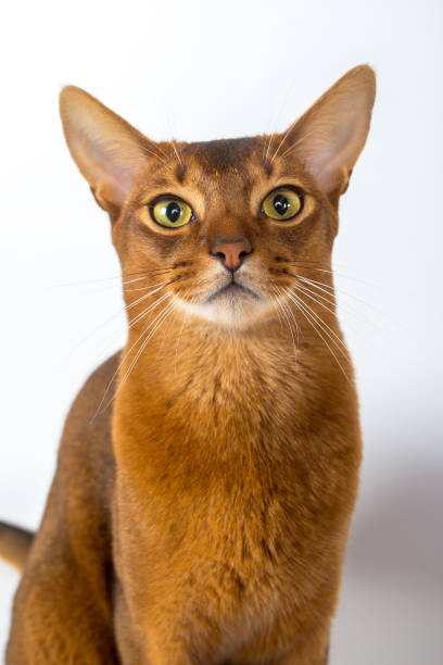 istock Abyssinian cat isolated on a white background studio photo 843741404