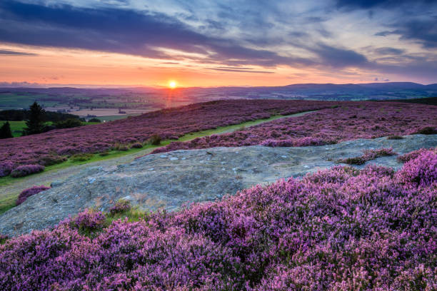istock Sunset over Cheviot Hills and Rothbury Heather 843744098
