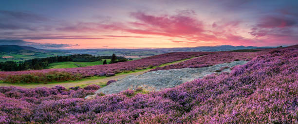 Panorama at Twilight over Rothbury Heather Rothbury Terraces walk offers views over the Coquet Valley to the Simonside and Cheviot Hills, heather covers the hillside in summer heather flower stock pictures, royalty-free photos & images