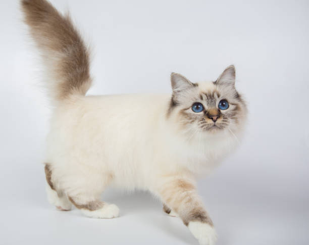 istock Sacred Birman Cat, birma isolated on a white background, studio photo 843744496