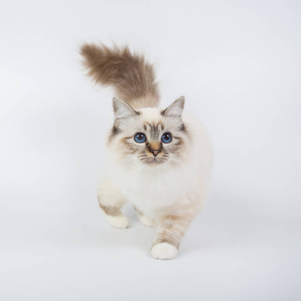 istock Sacred Birman Cat, birma isolated on a white background, studio photo 843744508