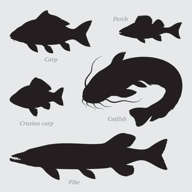 illustrazioni stock, clip art, cartoni animati e icone di tendenza di set di sagome di pesce - cat fish food