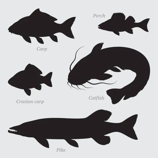 Vector illustration of Fish silhouettes set