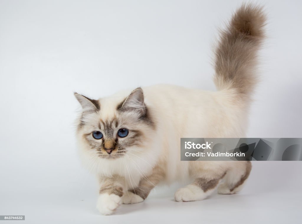 Heilige Birmaan Kat Birma Geïsoleerd Op Een Witte Achtergrond Studio Foto Stockfoto en meer Heilige Birmaan Kat Birma Geïsoleerd Op Een Witte Achtergrond Studio Foto Stockfoto en meer