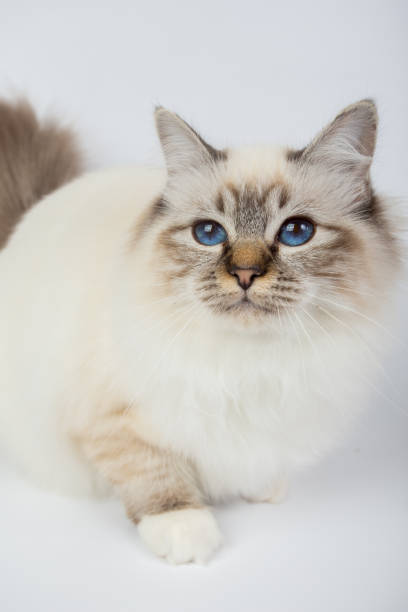 istock Sacred Birman Cat, birma isolated on a white background, studio photo 843744586