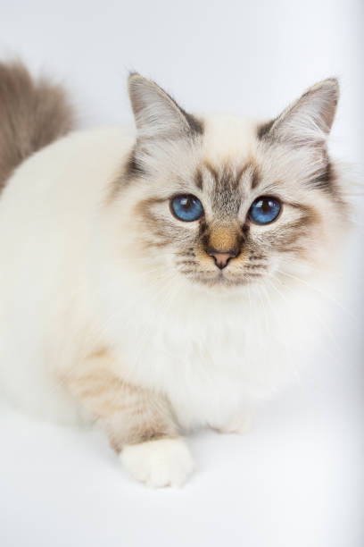 istock Sacred Birman Cat, birma isolated on a white background, studio photo 843744612