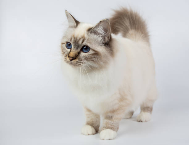 istock Sacred Birman Cat, birma isolated on a white background, studio photo 843744614