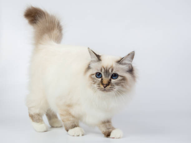 istock Sacred Birman Cat, birma isolated on a white background, studio photo 843744628