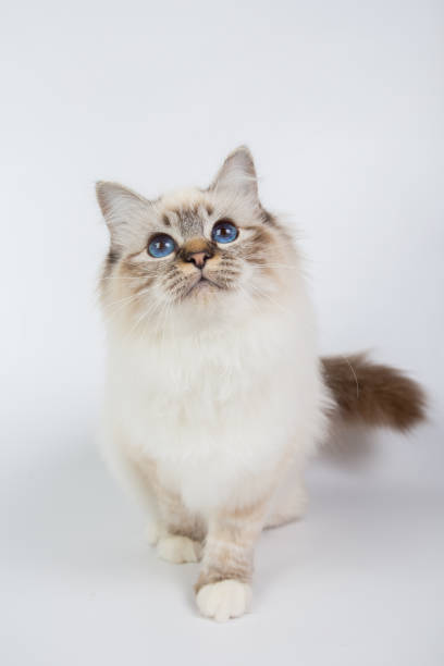 istock Sacred Birman Cat, birma isolated on a white background, studio photo 843744636