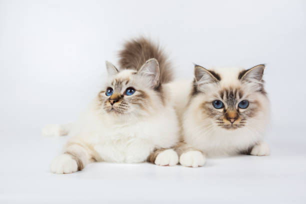 istock two Sacred Birman Cats , birma isolated on a white background, studio photo 843744716