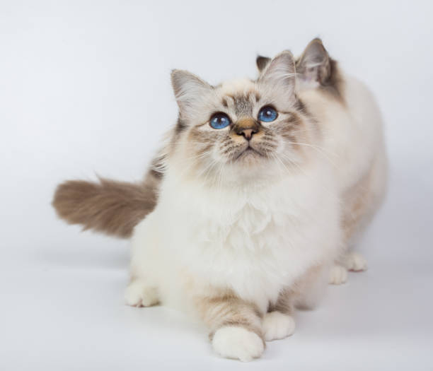 istock two Sacred Birman Cats , birma isolated on a white background, studio photo 843744720