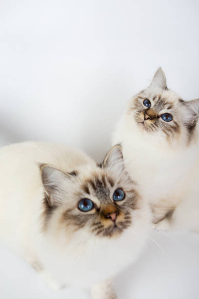 istock two Sacred Birman Cats , birma isolated on a white background, studio photo 843744738