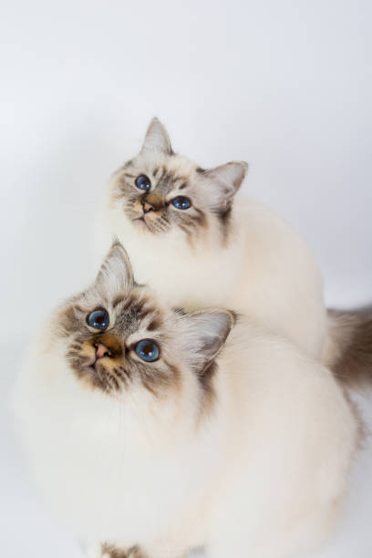 istock two Sacred Birman Cats , birma isolated on a white background, studio photo 843744746